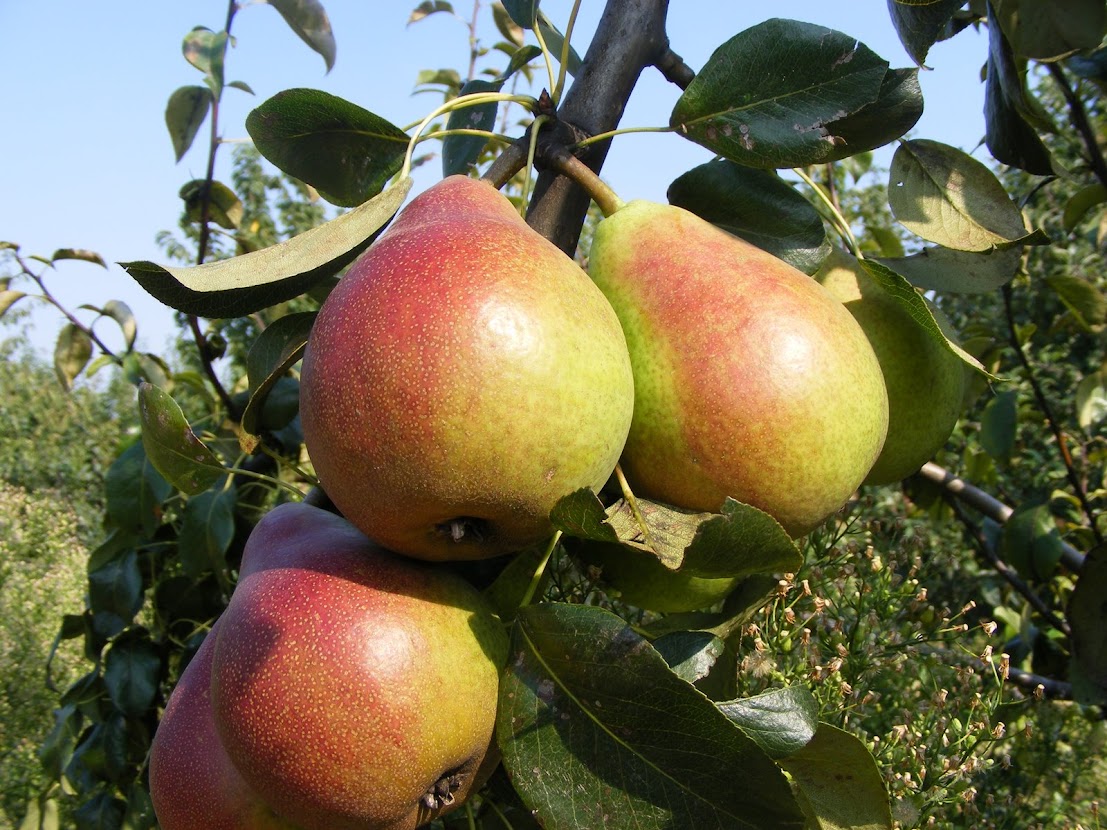 Clapp kedveltje